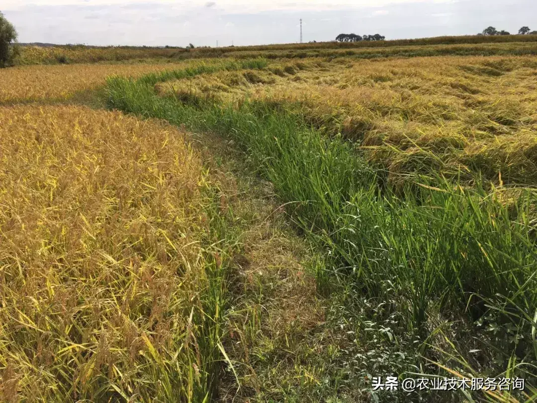 中國有機農業(yè)發(fā)展現狀和前景_中國汽車網絡營銷現狀及發(fā)展探討_共享汽車現狀及前景發(fā)展