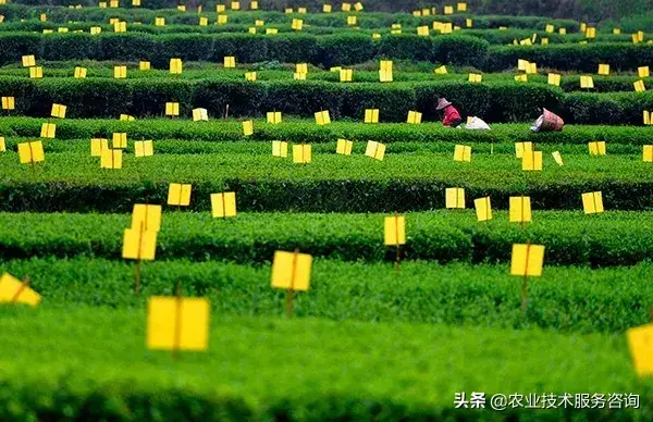 中國汽車網絡營銷現狀及發(fā)展探討_中國有機農業(yè)發(fā)展現狀和前景_共享汽車現狀及前景發(fā)展