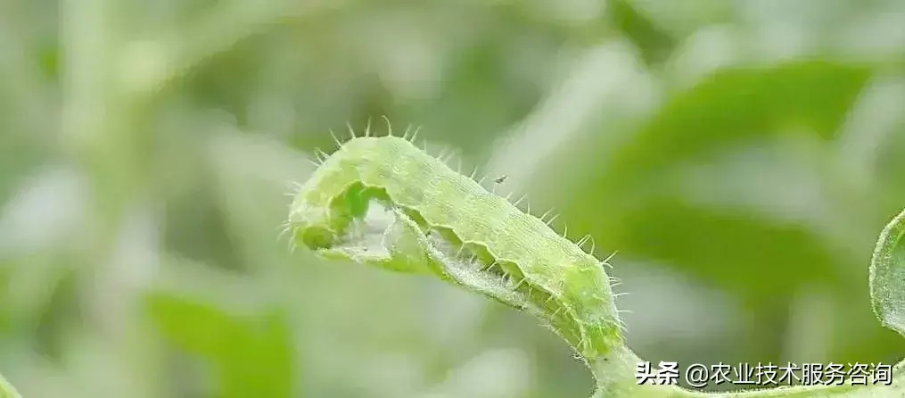 中國有機農業(yè)發(fā)展現狀和前景_共享汽車現狀及前景發(fā)展_中國汽車網絡營銷現狀及發(fā)展探討