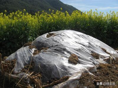 有机肥发酵技术_动物粪发酵液体肥_油枯发酵肥怎么用