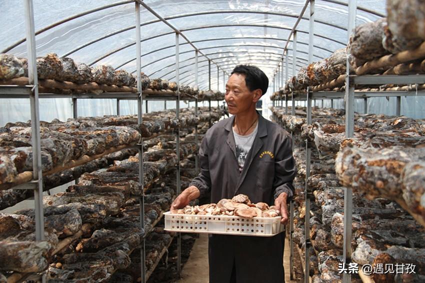 中国最大有机农场_卡通农场摇蜜机多少钱_《大博弈 中国之危与机》