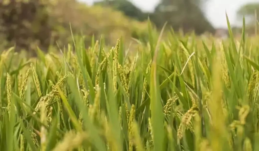 什么是有机农业_大疆mg1农业植保机_高科技机农业机器人