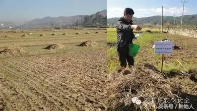 油枯发酵肥怎么用_发酵粪肥是氨基酸肥吗_有机肥发酵技术