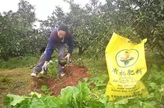 油枯发酵肥怎么用_发酵鱼蛋白肥液技术_有机肥发酵技术