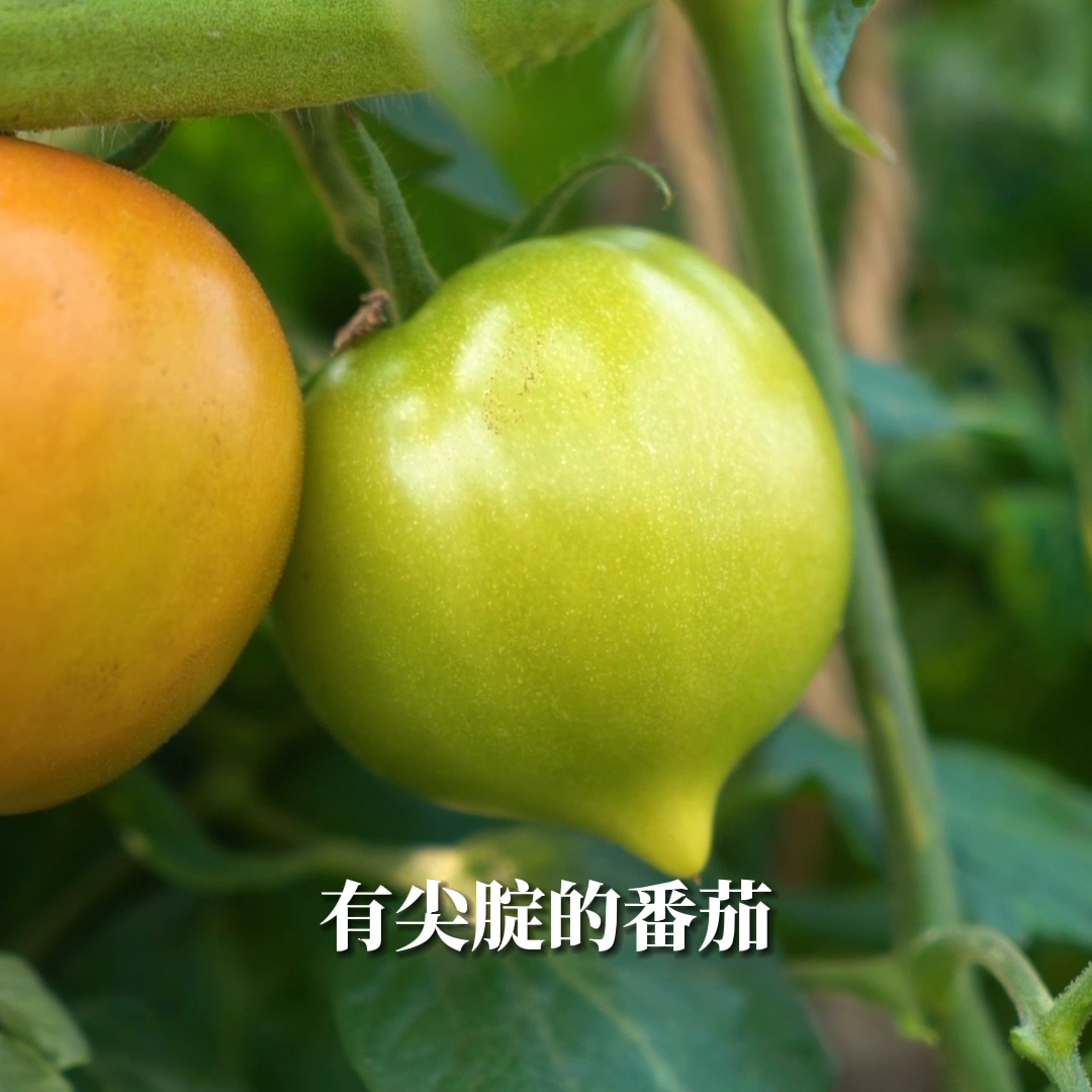 低糖食品的好處_人體做推拿有啥好處_有機食品對人體的好處