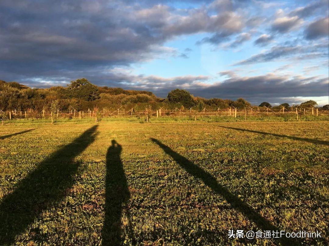 卡通农场 制帽机 材料_模拟农场17翻晒机_有机农场