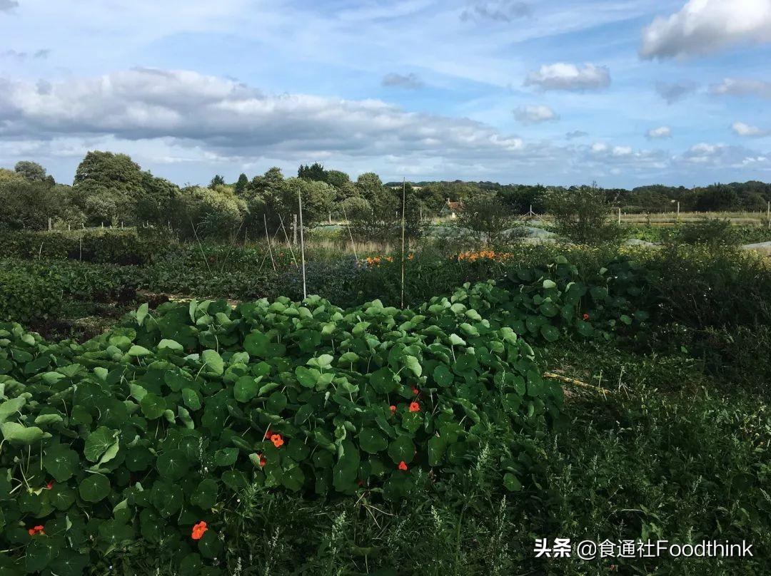 有机农场_卡通农场 制帽机 材料_模拟农场17翻晒机