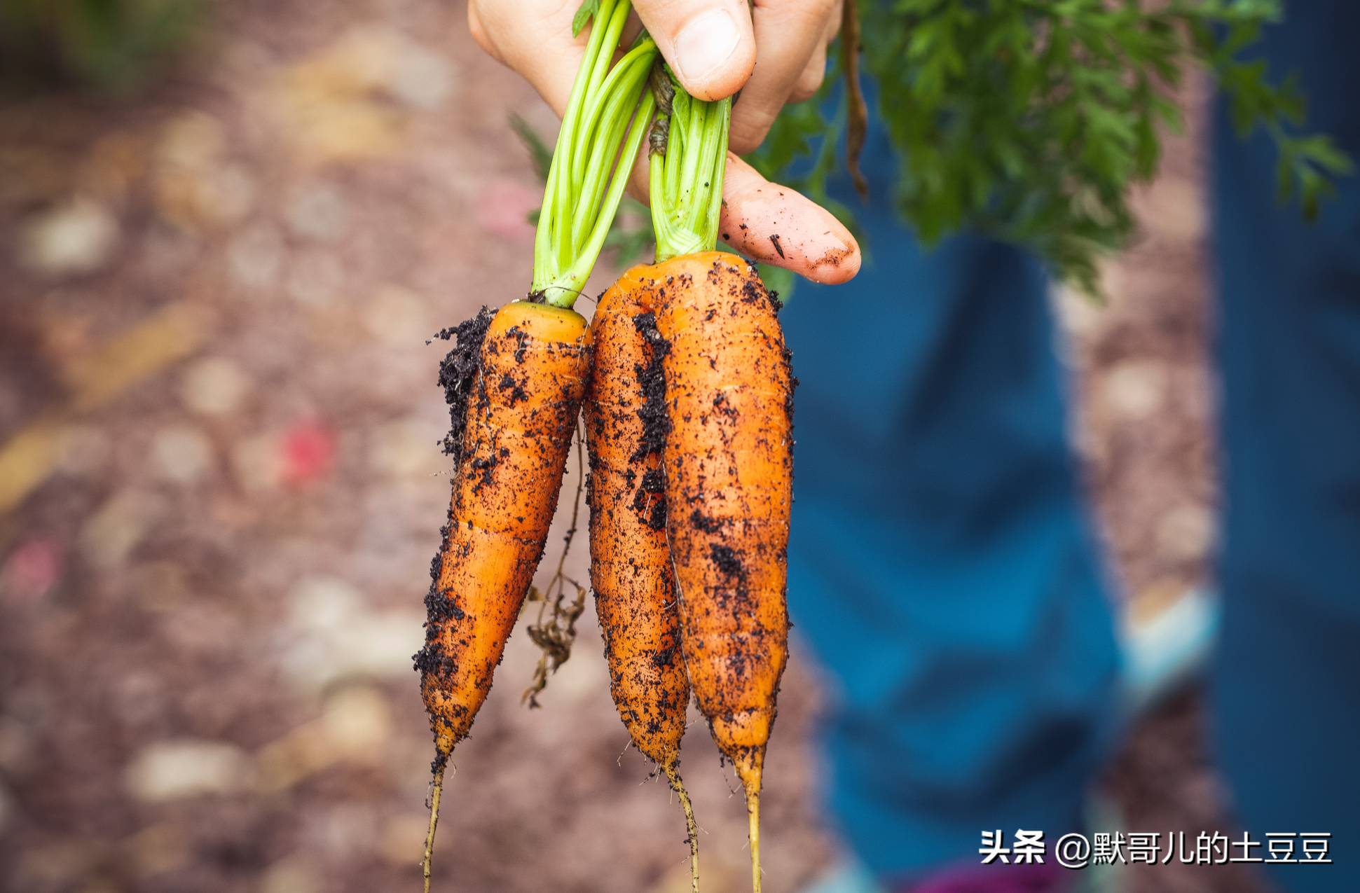 中國農業(yè)百科全書農業(yè)歷史卷中傳統(tǒng)農業(yè)的概念_農業(yè)物聯(lián)網概念_有機農業(yè)概念