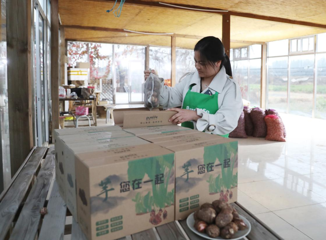 中国最大有机农场_北京芋头价格行情_全国最大芋头种植基地