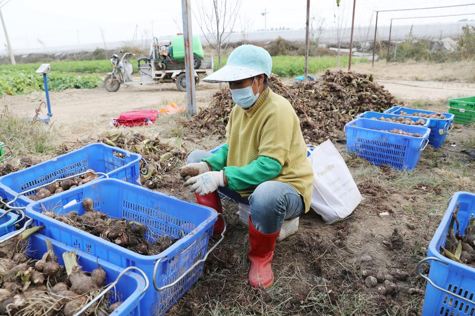 中国最大有机农场_北京芋头价格行情_全国最大芋头种植基地