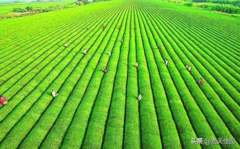 什么是有机农业_农业植保机_农业废弃物堆肥圣甲虫翻抛机