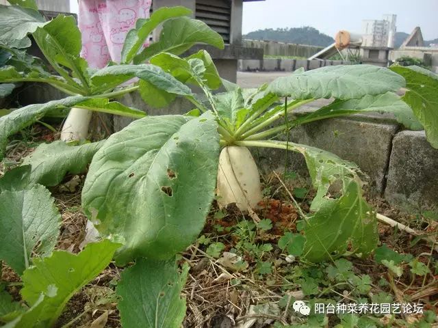 自制施肥機_自制有機肥_制肥機器