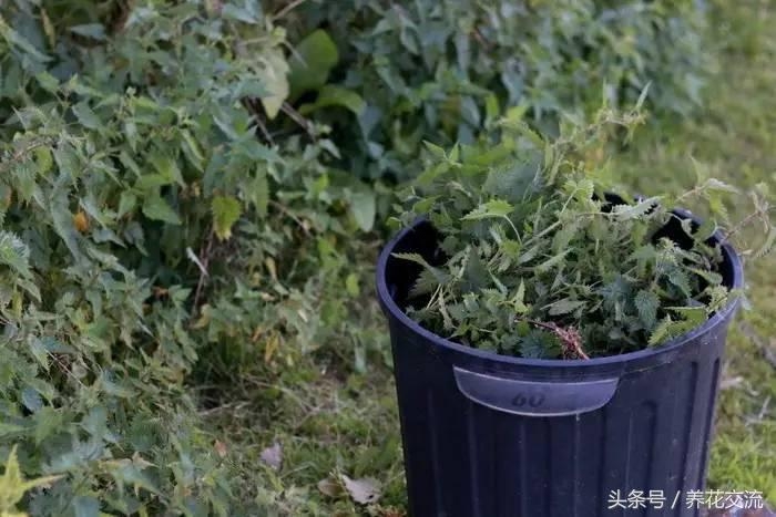 發(fā)酵魚蛋白肥液技術(shù)_油枯發(fā)酵肥怎么用_有機肥發(fā)酵技術(shù)