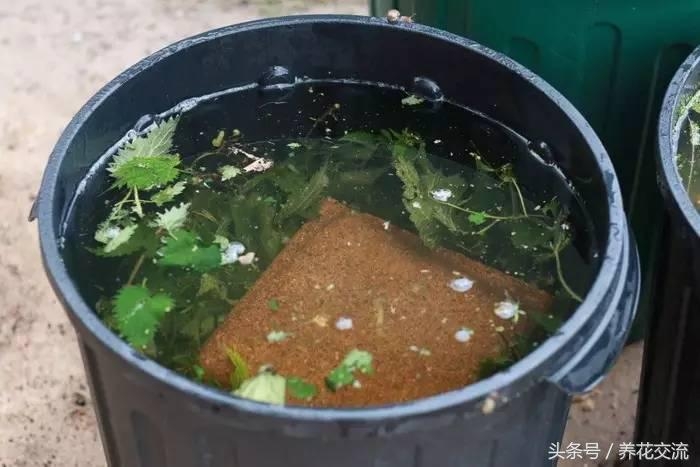 有机肥发酵技术_发酵鱼蛋白肥液技术_油枯发酵肥怎么用