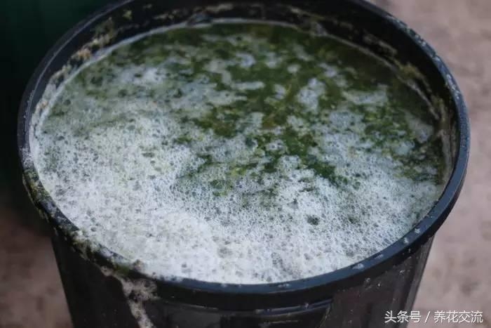 有机肥发酵技术_油枯发酵肥怎么用_发酵鱼蛋白肥液技术