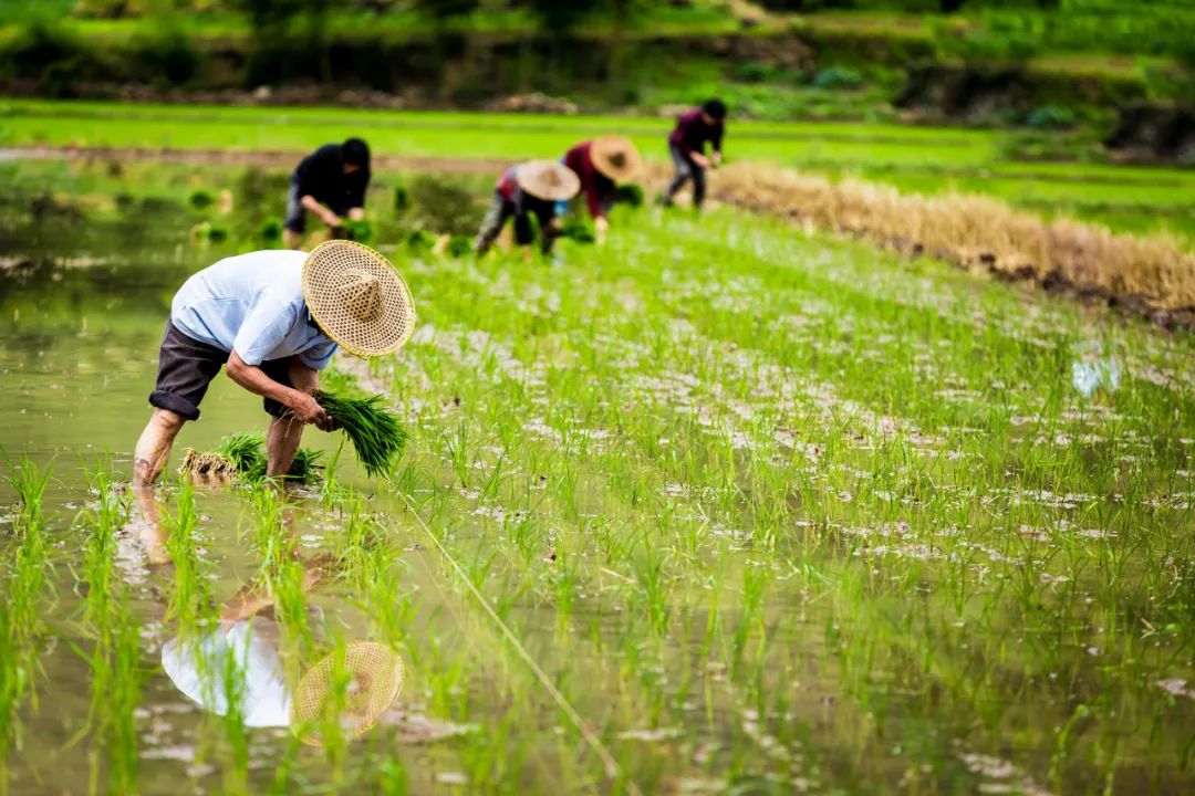 未來農(nóng)業(yè)機(jī)械化的發(fā)展趨勢(shì)_有機(jī)農(nóng)業(yè)發(fā)展前景_農(nóng)業(yè)機(jī)械發(fā)展前景