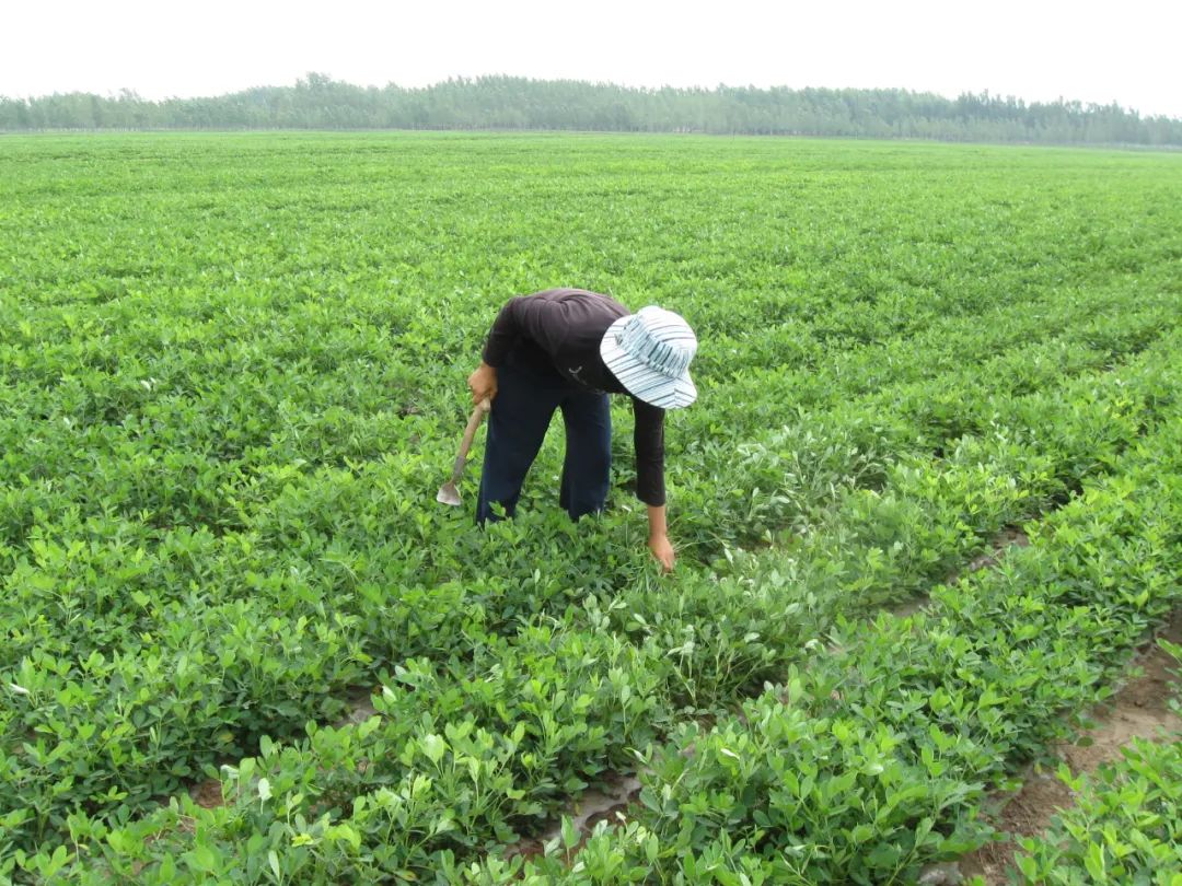 中国农业机器人_中国农业农机_中国有机农业第一人