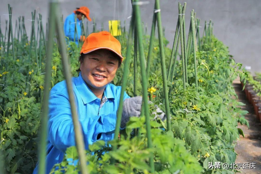 中国农业农机_中国已有的农业机器人_中国有机农业第一人