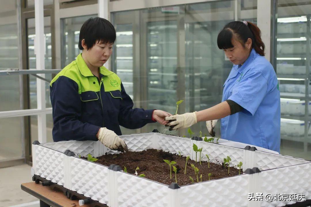 中国农业农机_中国已有的农业机器人_中国有机农业第一人