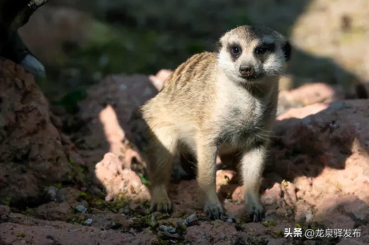 有机农场_农场机器设备_农场飞机