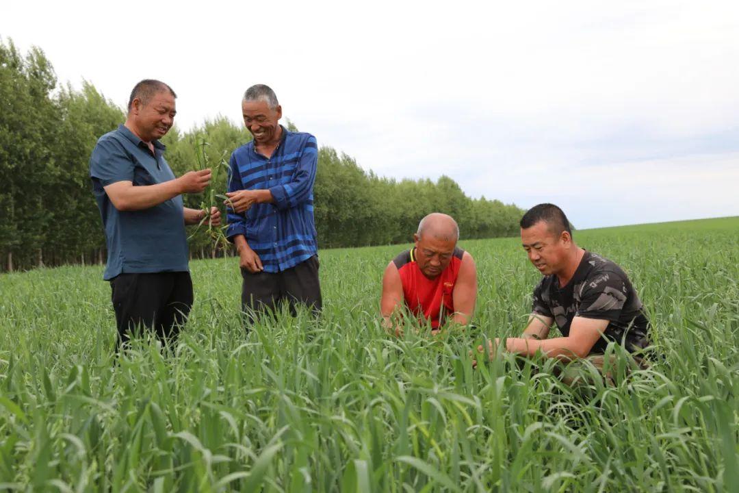 呼伦贝尔农垦大河湾农牧场公司引领现代农服快速高效发展