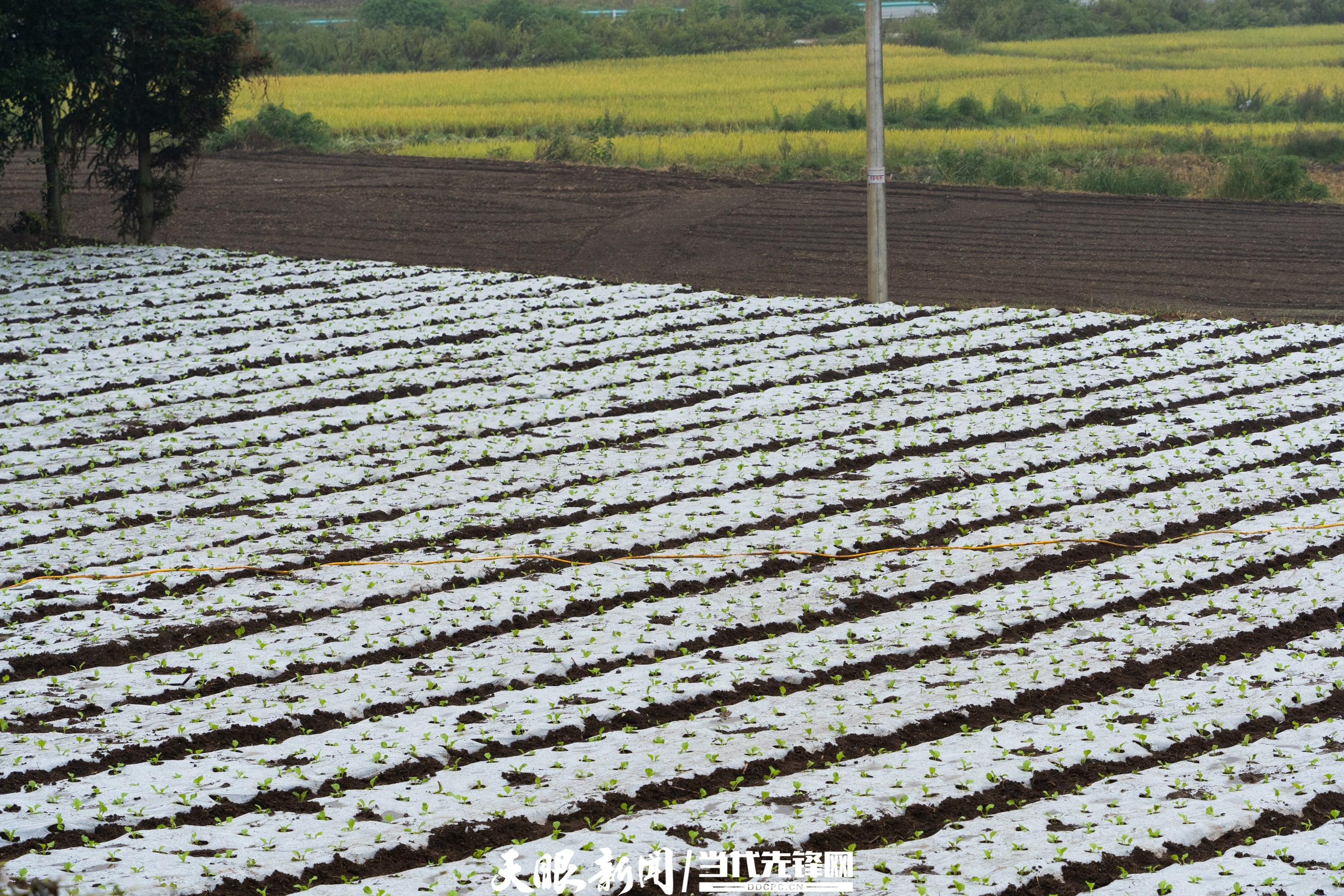 大屯村：有机白菜种植推动特色现代农业绿色转型