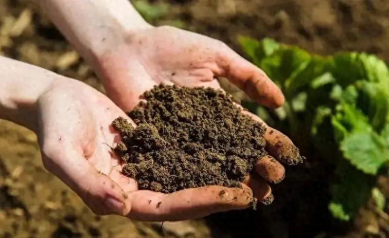 什么是有机农业？没农药肥料≠有肥料！
