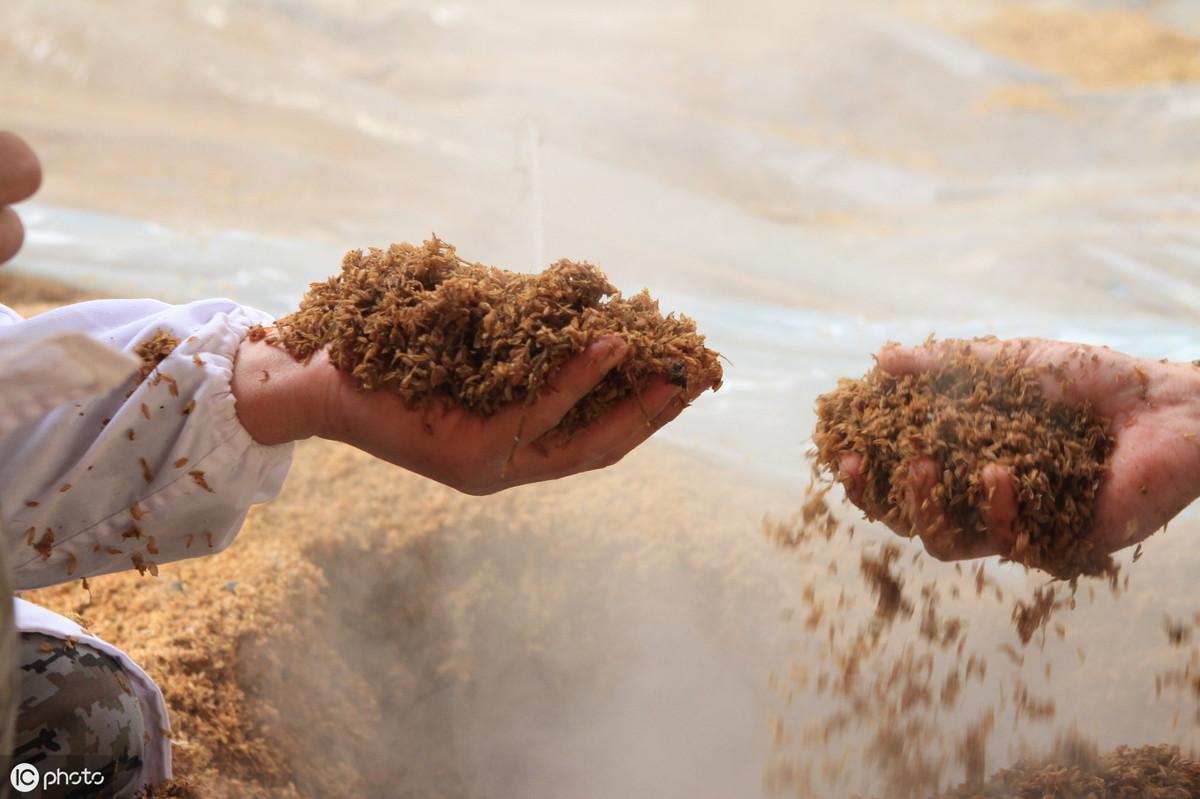 优质的有机肥料堆肥发酵过程一般需要45-60天