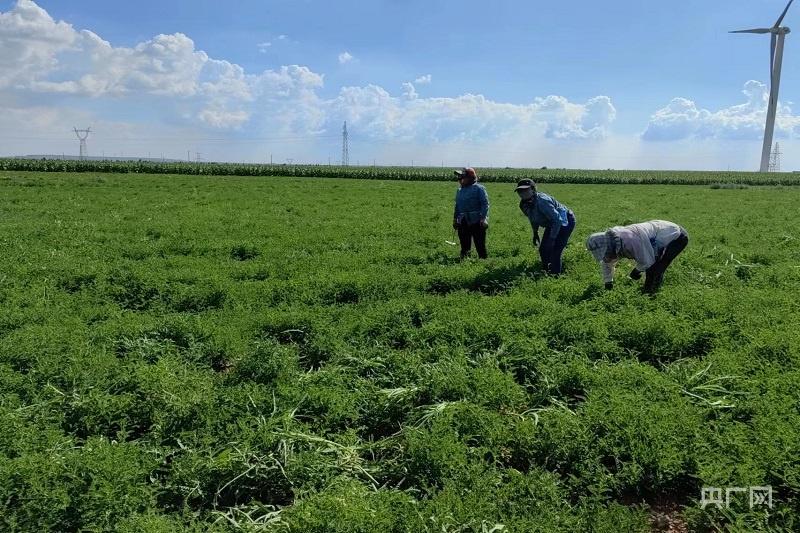 我国有机种植的政策_种植国家扶持政策_国家种植政策