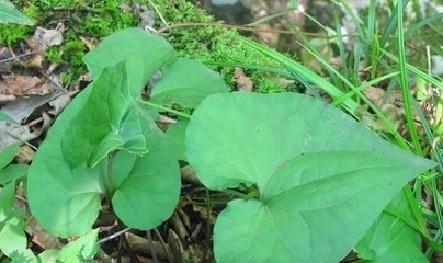 种植国家扶持政策_我国有机种植的政策_种植业国家政策