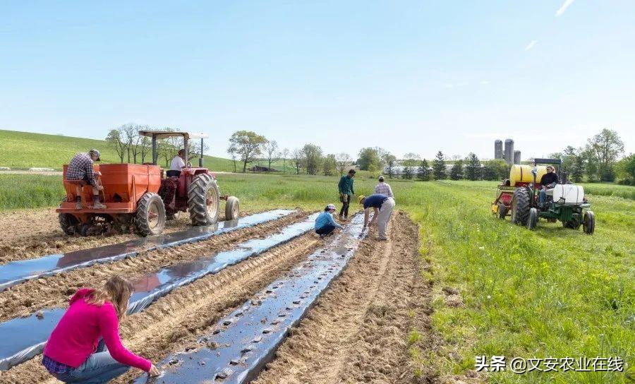 农场机有320只鸭的只数是_有机农场_农场飞机