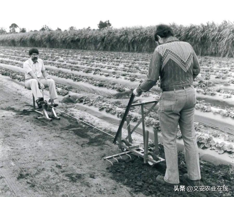 农场飞机_农场机有320只鸭的只数是_有机农场