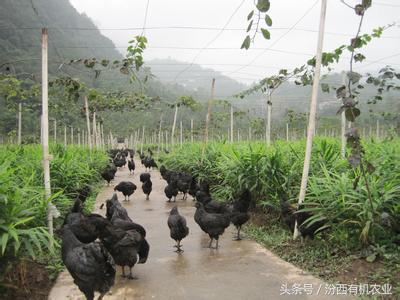 农业机地_有机农业的痛点_有胸口右旁边点痛