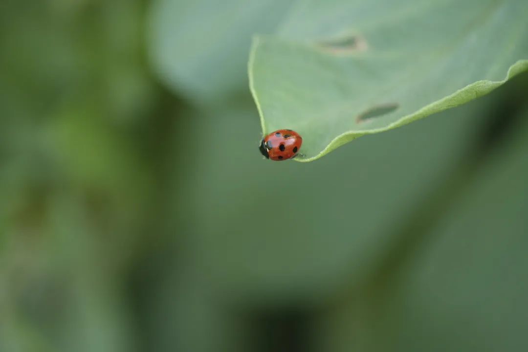 大農(nóng)場模式能救中國嗎_中國大型農(nóng)場機械視頻_中國最大有機農(nóng)場