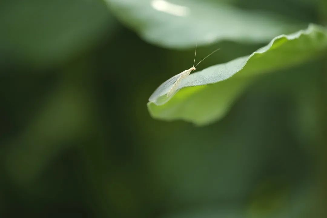 中國最大有機農(nóng)場_中國大型農(nóng)場機械視頻_大農(nóng)場模式能救中國嗎