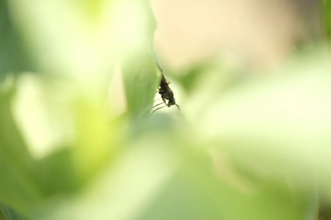 大農(nóng)場模式能救中國嗎_中國大型農(nóng)場機械視頻_中國最大有機農(nóng)場