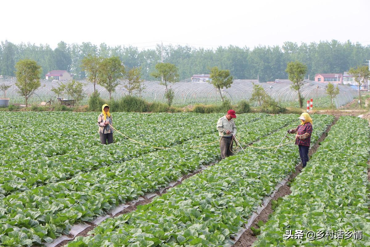 到底什么是有机肥_有机肥机器设备报价_有机肥制肥机