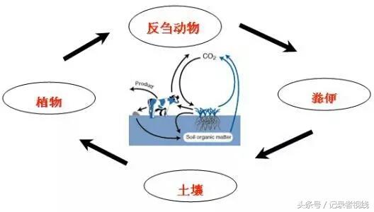 有机农业发展的弊端_农业发展机会和威胁_农机发展的问题