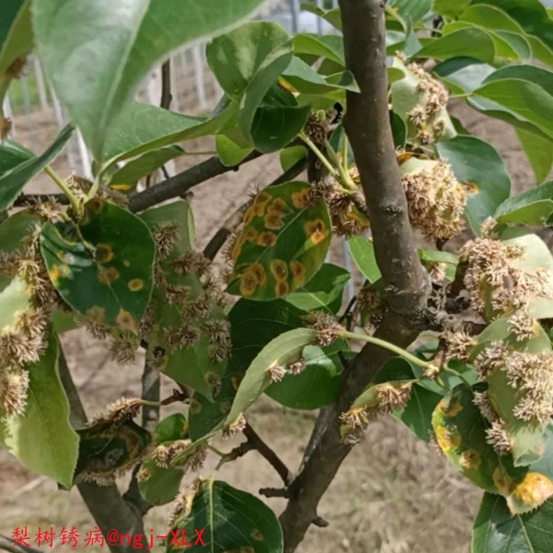 蔬菜有机无机的区别_有机蔬菜与无机蔬菜的区别_蔬菜无机和有机区别