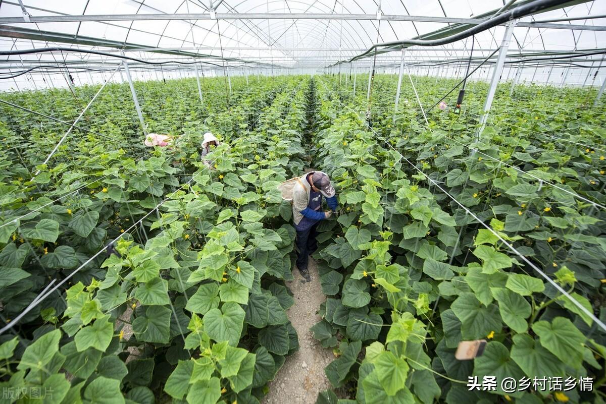 有机肥发酵技术_发酵肥的使用方法_发酵肥机技术有哪些种类