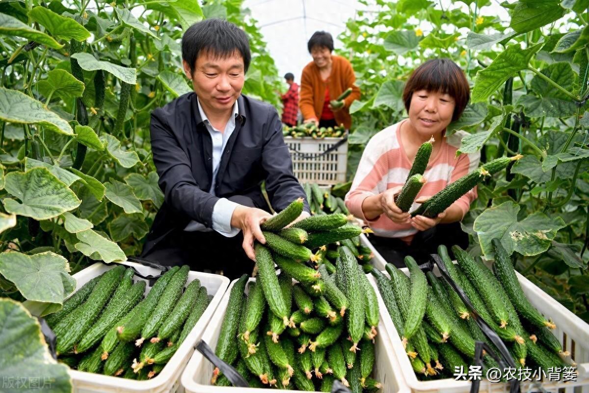 到底什么是有机肥_有机肥机器设备报价_有机肥制肥机