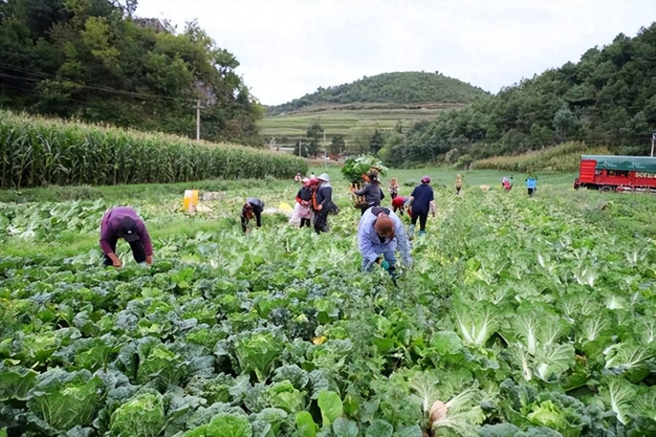 有机农业的痛点_农业机地_农业机具