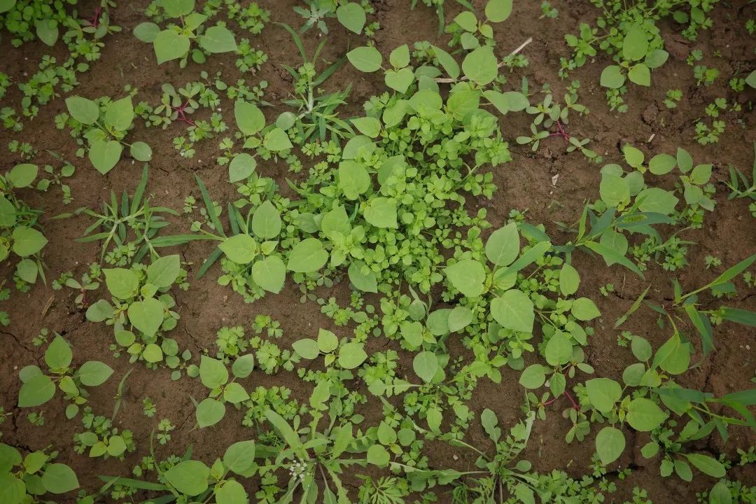 哥哥温柔点痛_有机农业的痛点_有胸口右旁边点痛