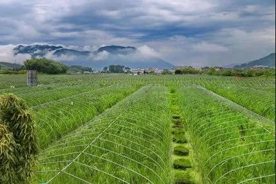 有机农业概念_概念农机设计_农业概念股有哪些