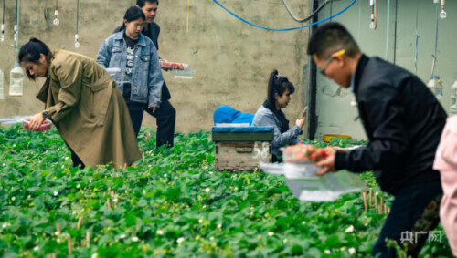 农用机场是做什么用的_有机农场_农场机器设备