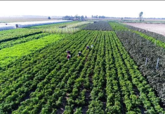 蔬菜无机和有机区别_蔬菜有机无机的区别_有机蔬菜与无机蔬菜的区别