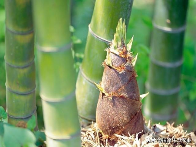 德国教授导师啥意思：有机农业的定义和生产方法！