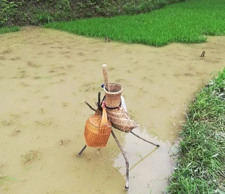 吴育辉与吴世农的关系_有机农业吴世先_辅食机婴儿辅食机 辅食机有用吗