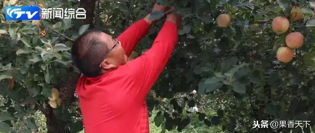 有机苹果价格_苹果机子价格_苹果手机价格范围