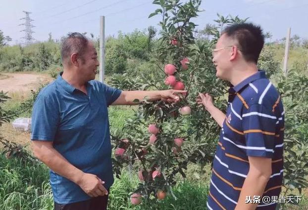 苹果手机价格范围_苹果机子价格_有机苹果价格